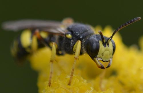 Cerceris rybyensis